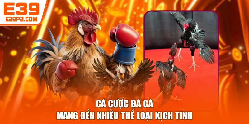 Cá cược đá gà mang đến nhiều thể loại kịch tính