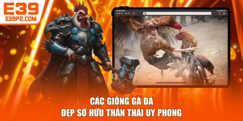 Các giống gà đá đẹp sở hữu thần thái uy phong